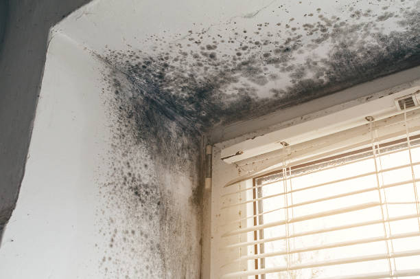 Affordable Basement Mold Remediation solutions in Sumerduck, VA