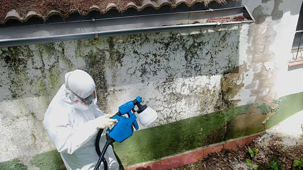 Top rated local Basement Mold Remediation specialists in Sumerduck, VA
